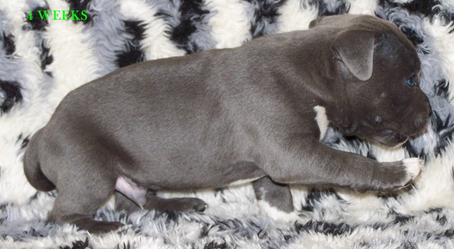 Introducing our newest little man DDD Skull Crusher or as we call him Crushaaaa.